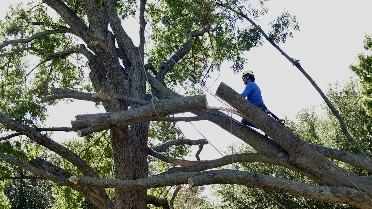 Professional Crown Thinning performed by certified arborists in Furlong